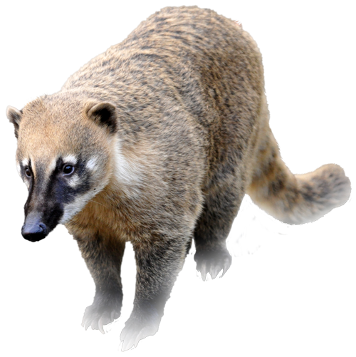 Coati Nasua Nasua